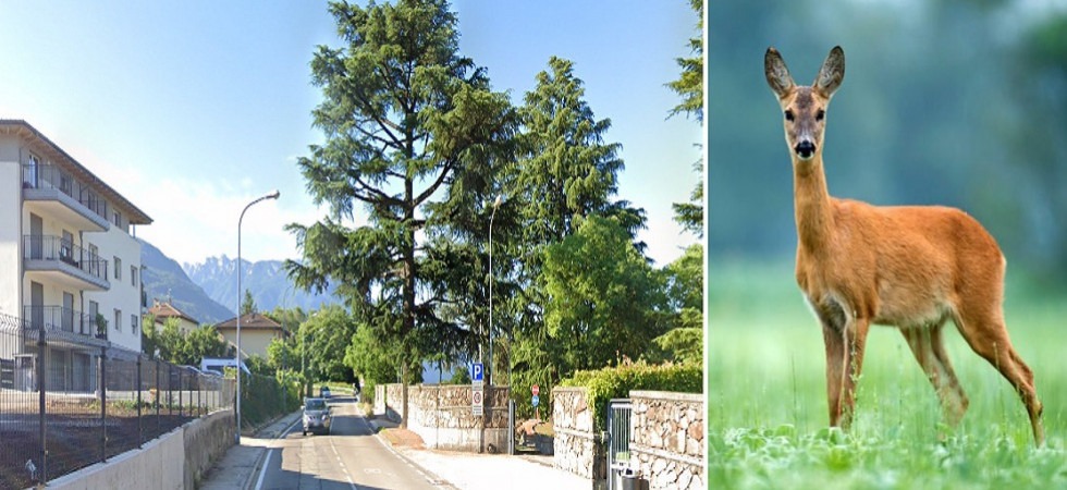 Ciclista centrato da un capriolo sulla strada di Mesiano: trasferito in ospedale in gravi condizioni un 50enne